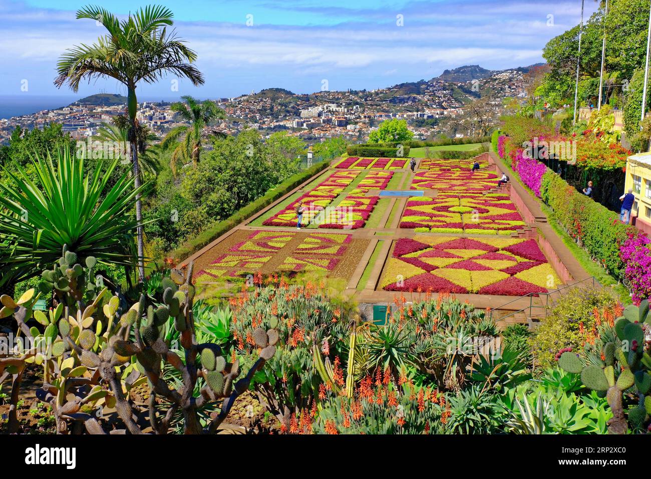 Botanical Garden, Cacti, Palm Tree, Aloes, Bouganvillia, Funchal, Madeira Island Stock Photo