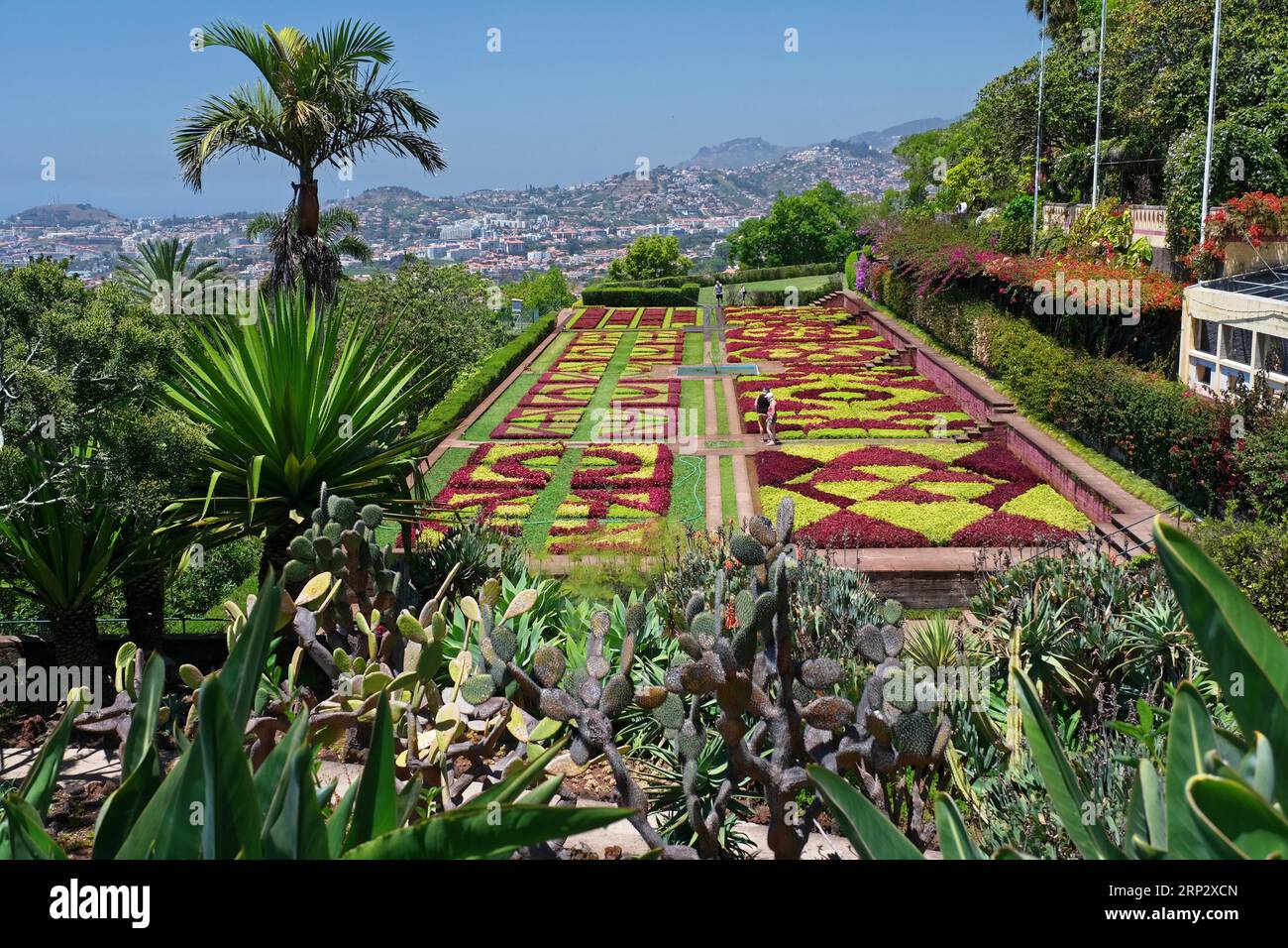 Botanical Garden, Cacti, Palm Tree, Aloes, Bouganvillia, Funchal, Madeira Island Stock Photo