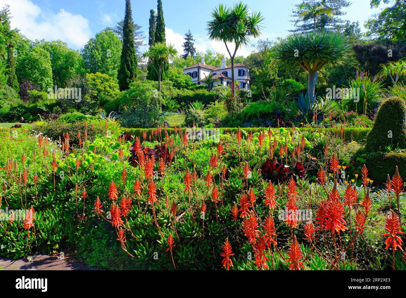 Blandys Garden, Aloes, Dragon Tree, Cypresses, House, Funchal, Madeira Island Stock Photo
