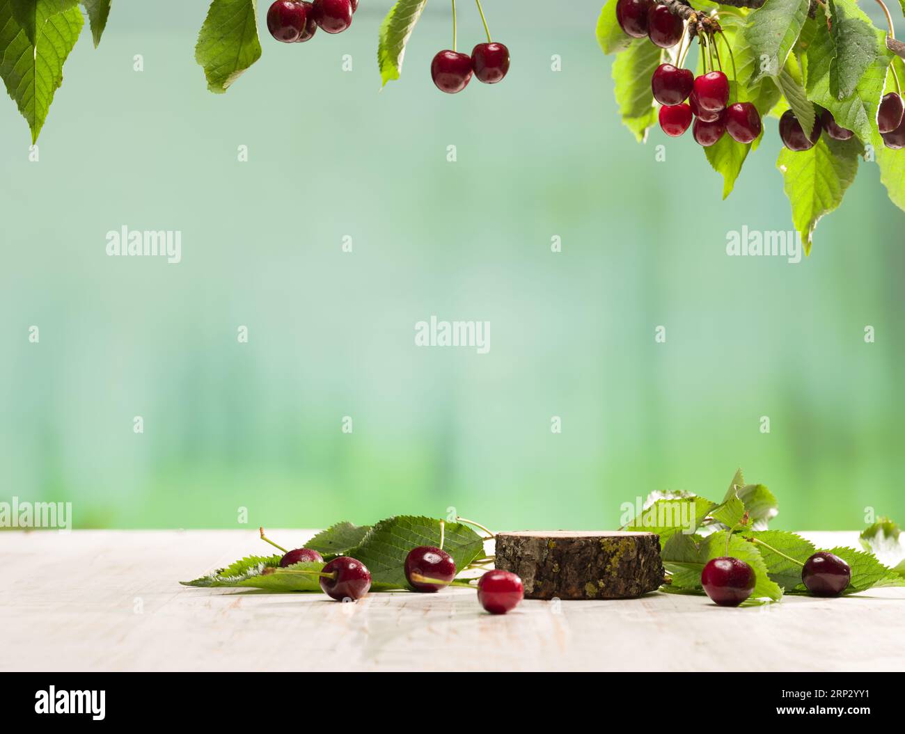 Wooden table under a cherry tree. White lacquered wooden table with cherries and wooden stand or podium.  For product display Stock Photo