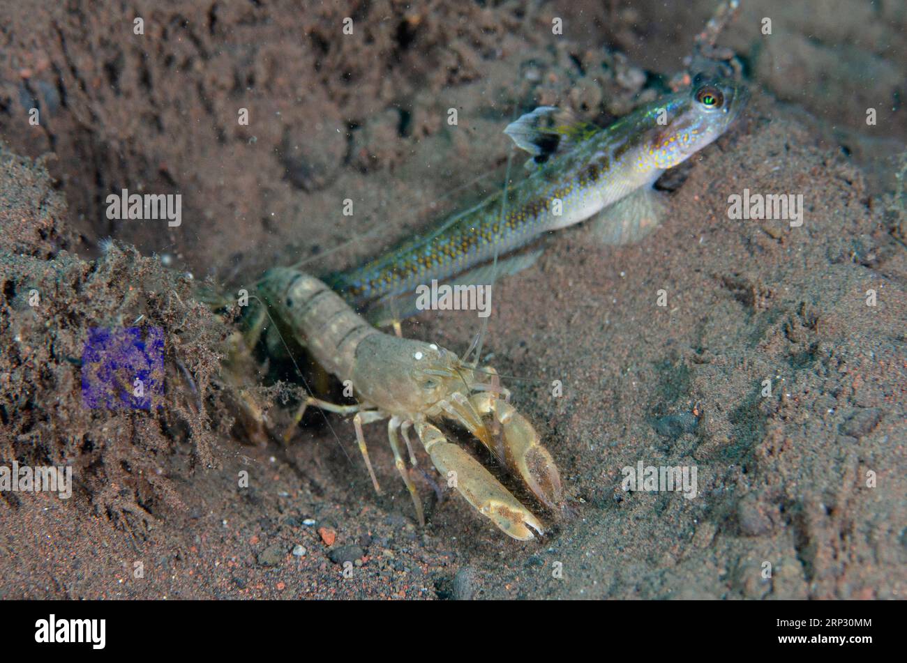 Dorsalspot Shrimpgoby, Vanderhorstia dorsomacula, with Snapping Shrimp, Alpheus sp, by hole in sand, Batu Niti dive site, Seraya, Karangasem, Bali, In Stock Photo