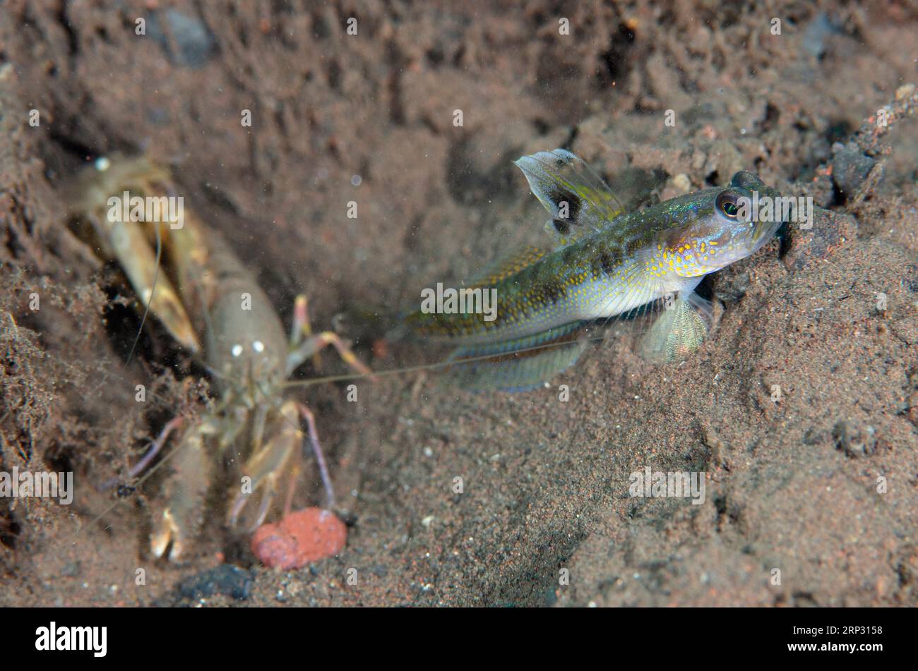 Dorsalspot Shrimpgoby, Vanderhorstia dorsomacula, with pair of Snapping Shrimp, Alpheus sp, by hole in sand, Batu Niti dive site, Seraya, Karangasem, Stock Photo