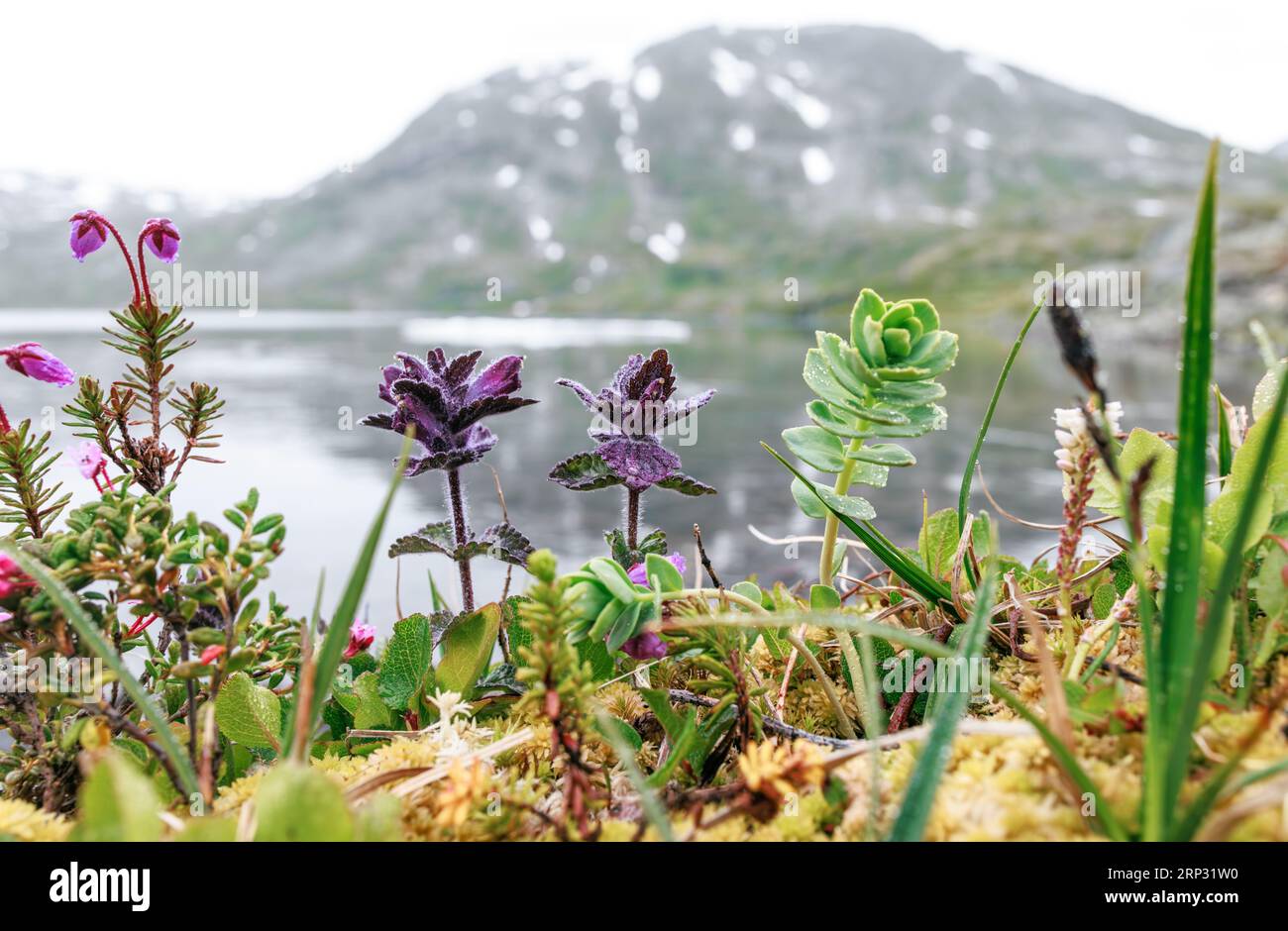 Arctic Tundra flowers. Beautiful Nature Norway natural landscape Stock ...
