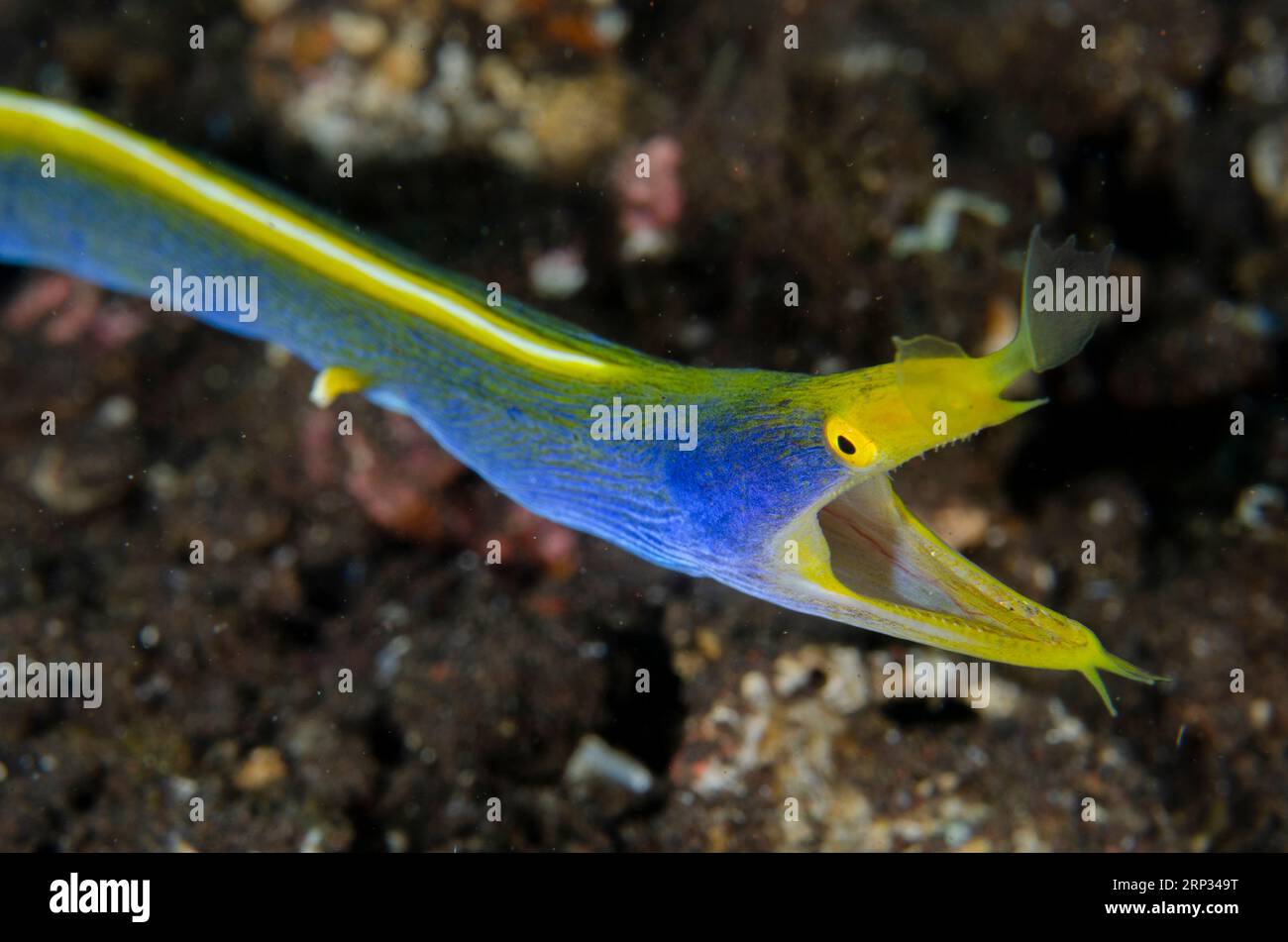 Male Ribbon Eel, Rhinomuraena quaesita, in hole on sand, Melasti dive ...