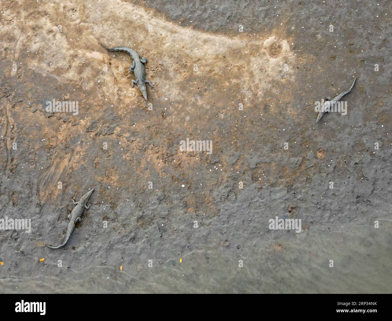 Top down aerial shot of 3 saltwater crocodiles sunbathing on mud flaps