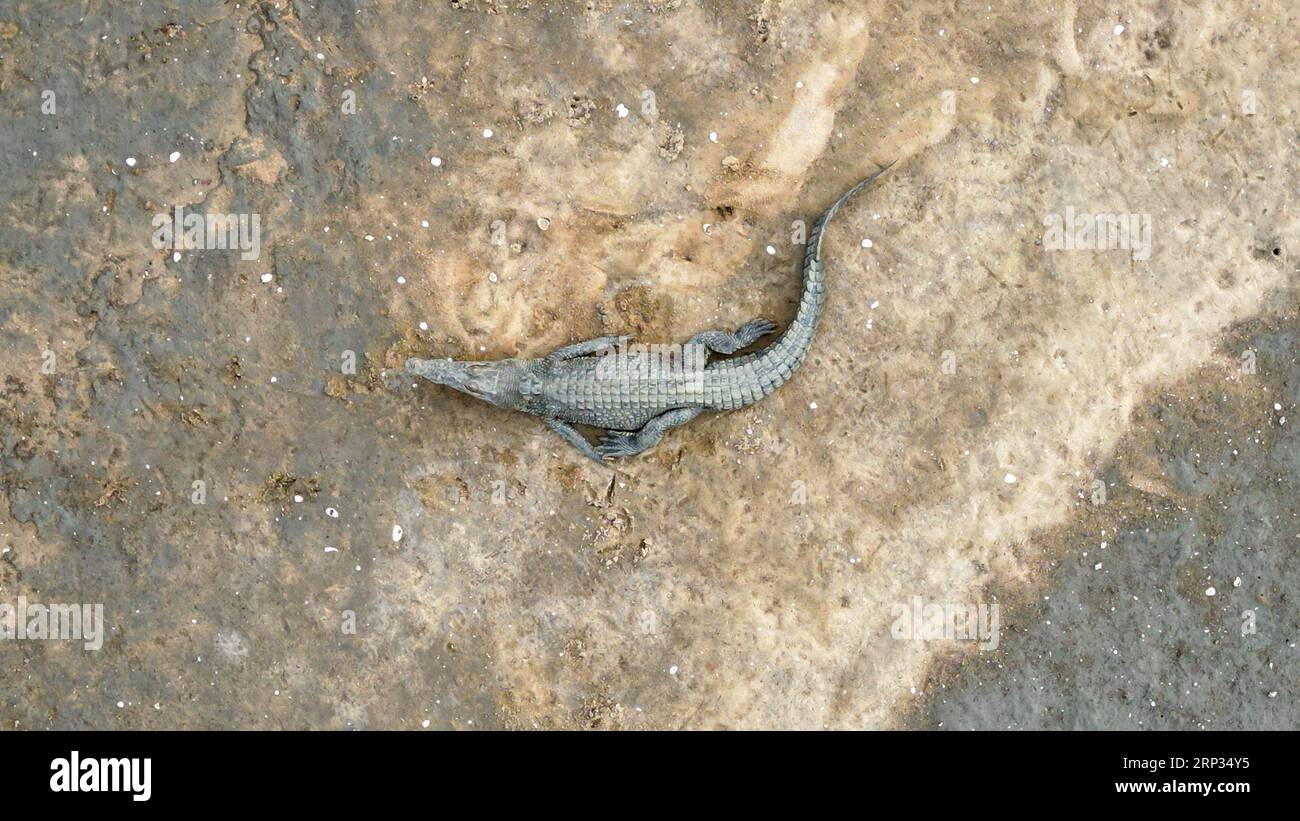 Top down aerial shot of a saltwater crocodiles sunbathing on mud flaps