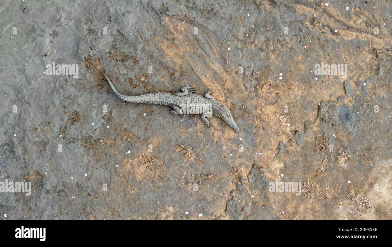 Top down aerial shot of a saltwater crocodiles sunbathing on mud flaps