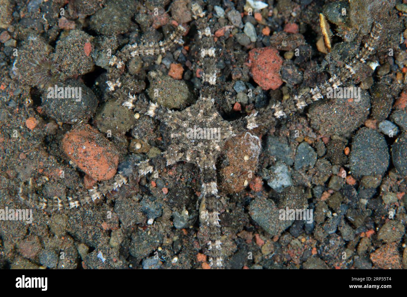 Speckled Brittle Star, Ophiochasma stellata, Melasti dive site, Seraya, Karangasem, Bali, Indonesia Stock Photo