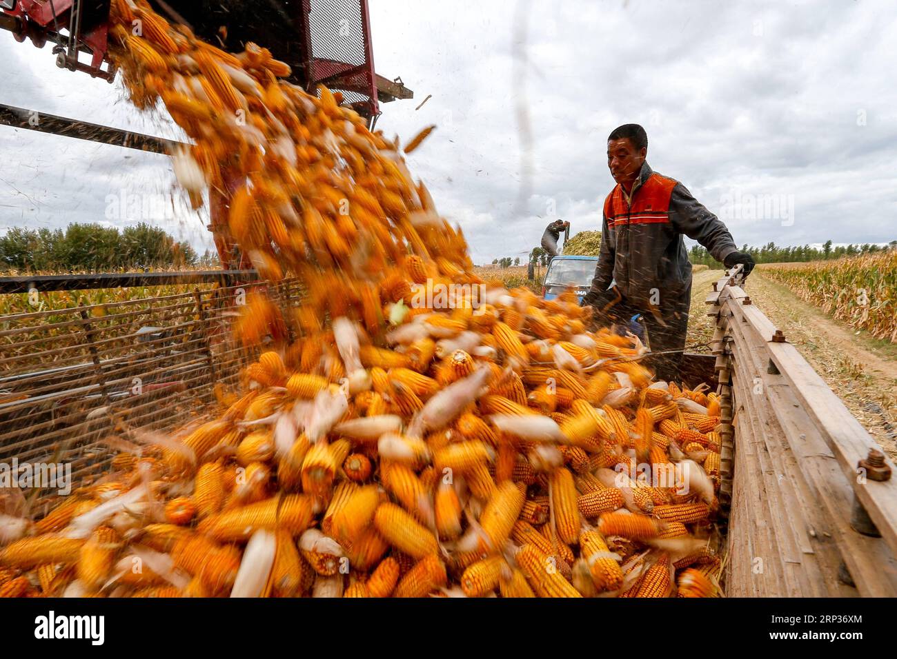 (180922) -- AOHAN BANNER, Sept. 22, 2018 -- A villager loads harvested corn ears onto a truck in Beisanjia Village of Aohan Banner in north China s Inner Mongolia Autonomous Region, Sept. 22, 2018. China will mark its first Farmers Harvest Festival on Sept. 23 this year. From 2018 on, the festival, to be celebrated on the Autumnal Equinox each year, is set to be observed annually to greet the harvest season and honour the agricultural workers. ) (lmm) CHINA-AGRICULTURE-HARVEST (CN) YuxDongsheng PUBLICATIONxNOTxINxCHN Stock Photo