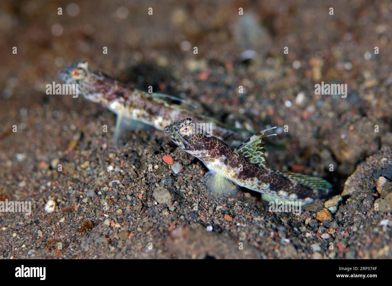 Pair of Monster Shrimpgobies, Tomiyamichthys oni, Pong Pong dive site, Seraya, Karangasem, Bali, Indonesia Stock Photo