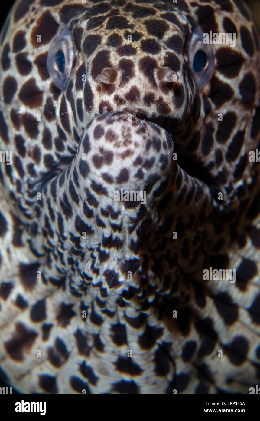 Blackspotted Moray, Gymnothorax favagineus, night dive, Scuba Seraya House Reef dive site, Seraya, Karangasem, Bali, Indonesia Stock Photo
