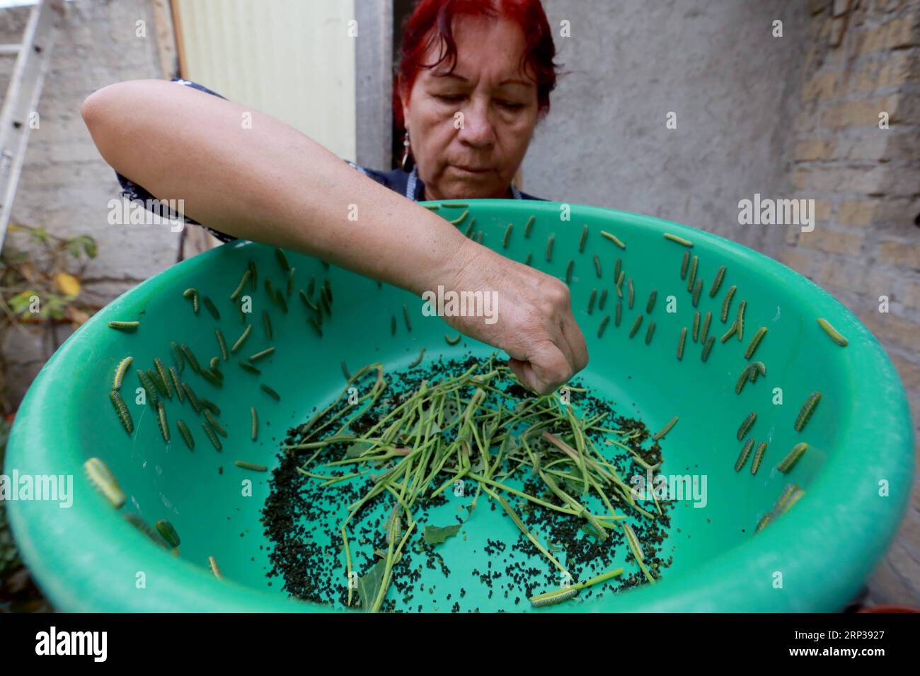 (180926) -- MEXICO CITY, Sept. 26, 2018 -- Patricia Hernandez, a butterfly breeder and manager of the captive butterfly hatchery Arthropoda , feed worms in the captive butterfly hatchery in the town of Xochitepec in Mexico City, capital of Mexico, on Sept. 24, 2018. The white butterfly hatchery was founded by the biologist Javier Olivares and has started this project more than 15 years ago. ) (yy) MEXICO-MEXICO CITY-BUTTERFLY HATCHERY LUISxCASTILLO PUBLICATIONxNOTxINxCHN Stock Photo