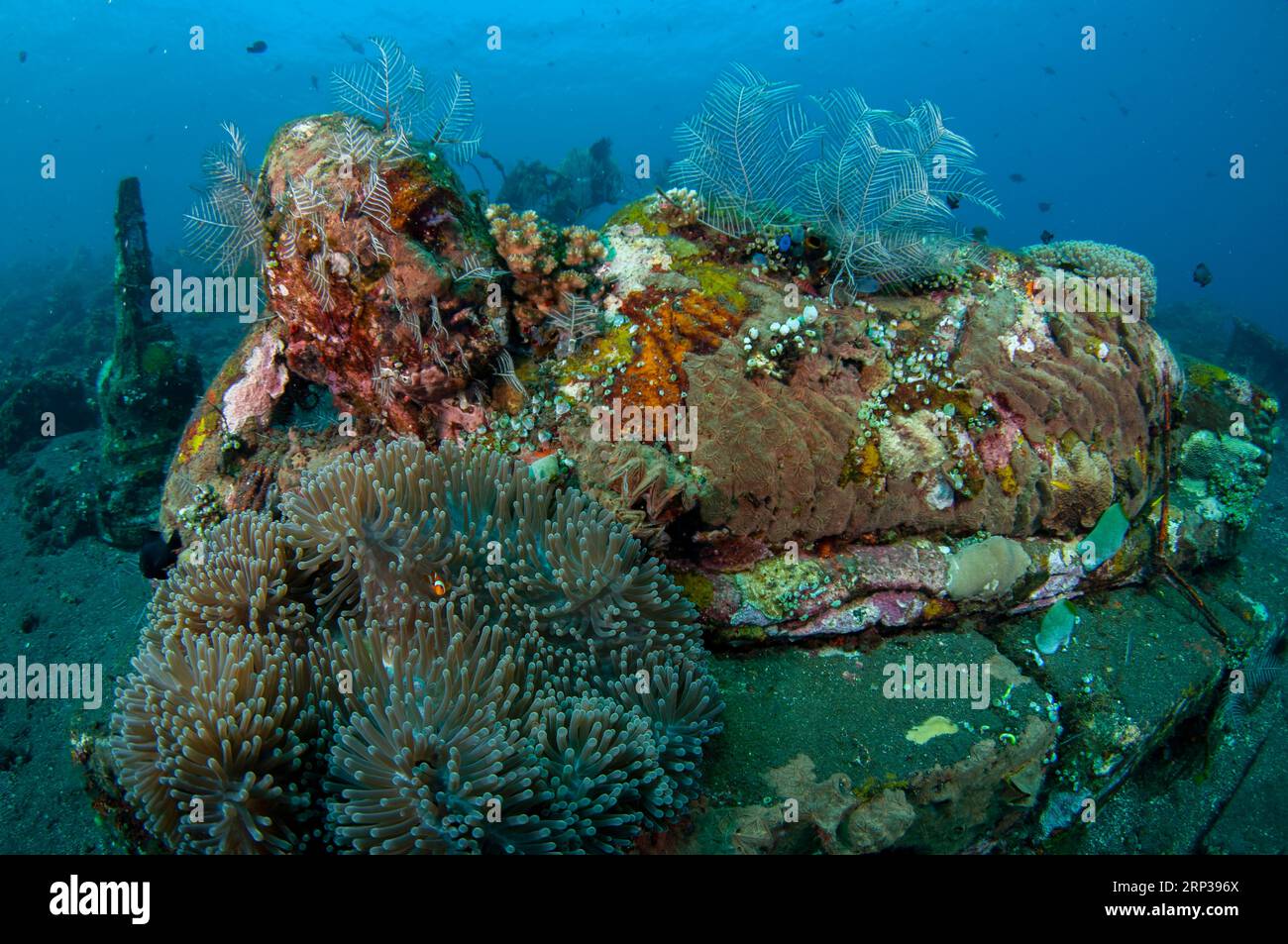 Reclining Buddha statue on sea bed with False Clown Anemonefish, Amphiprion ocellaris, in Magnificent Sea Anemone, Heteractis magnifica, Coral Garden Stock Photo