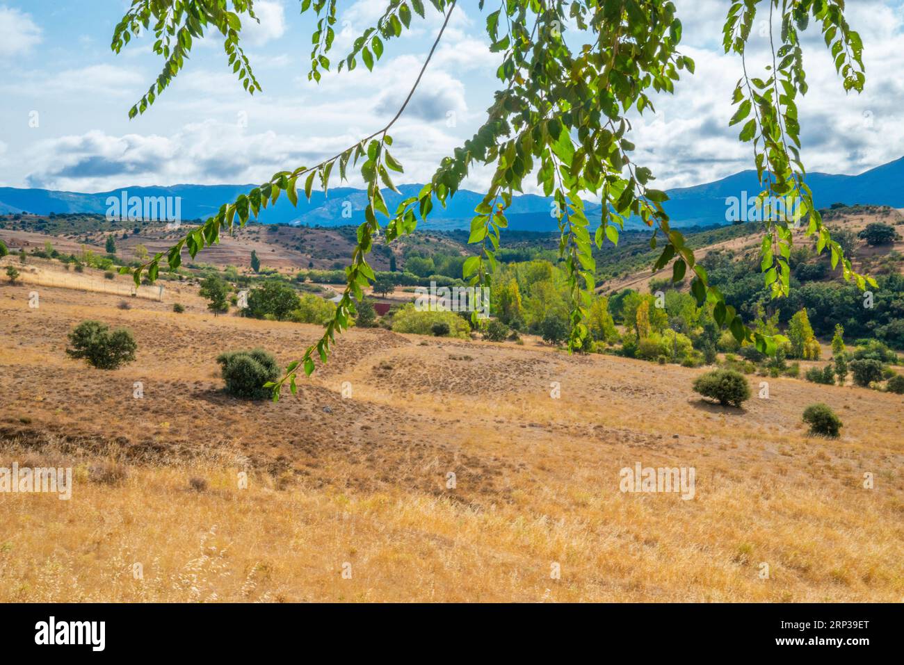 Campos de cereales de verano hi-res stock photography and images - Alamy