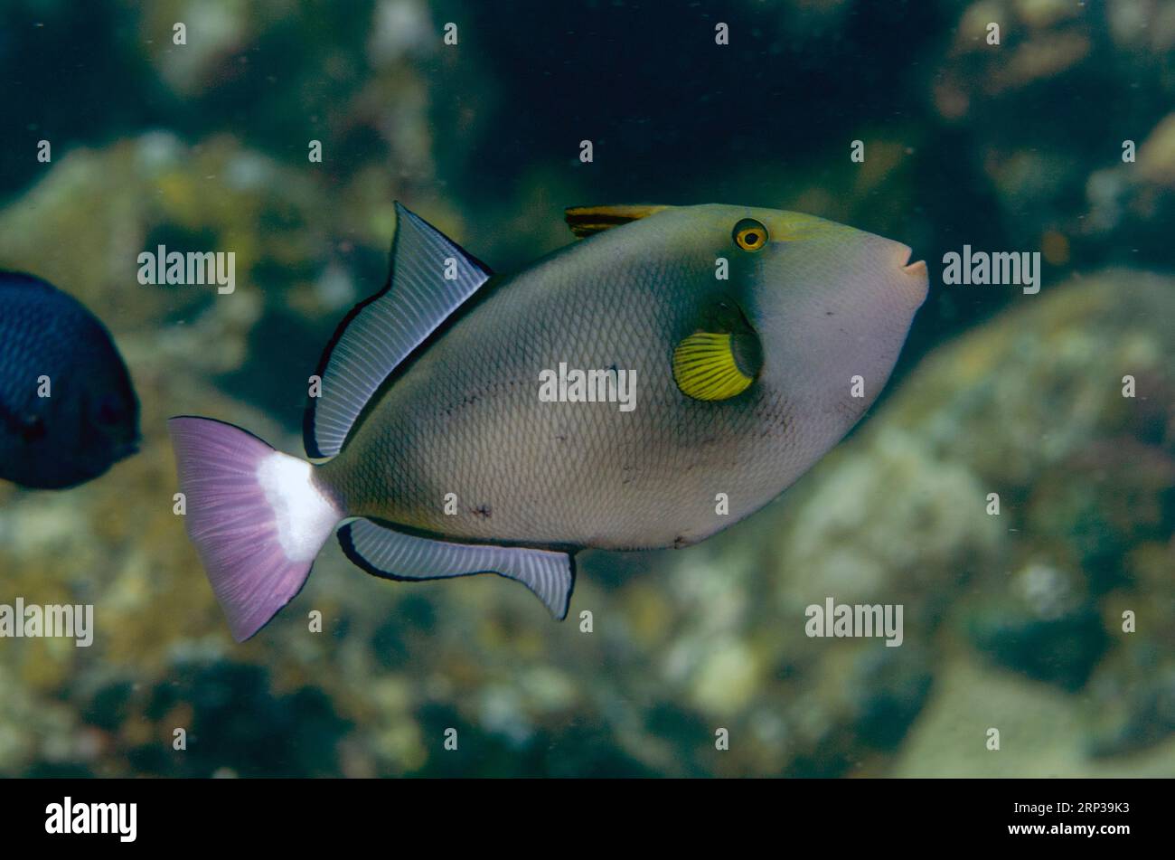 Pinktail Triggerfish, Melichthys vidua, Coral Garden dive site, Seraya, Karangasem, Bali, Indonesia Stock Photo