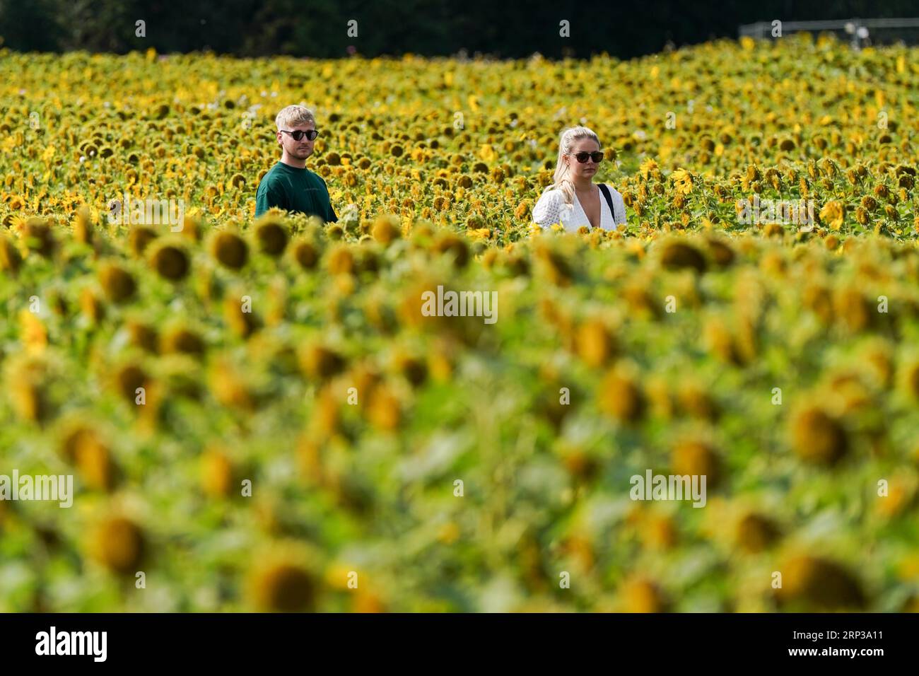 Visitors explore the sunflower fields at Becketts Farm in Wythall