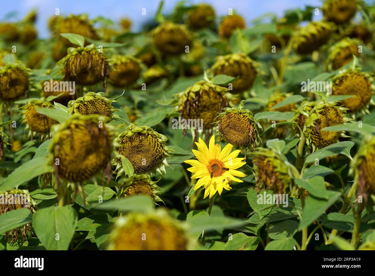 Two bees approach a plant at the sunflower fields at Becketts Farm in