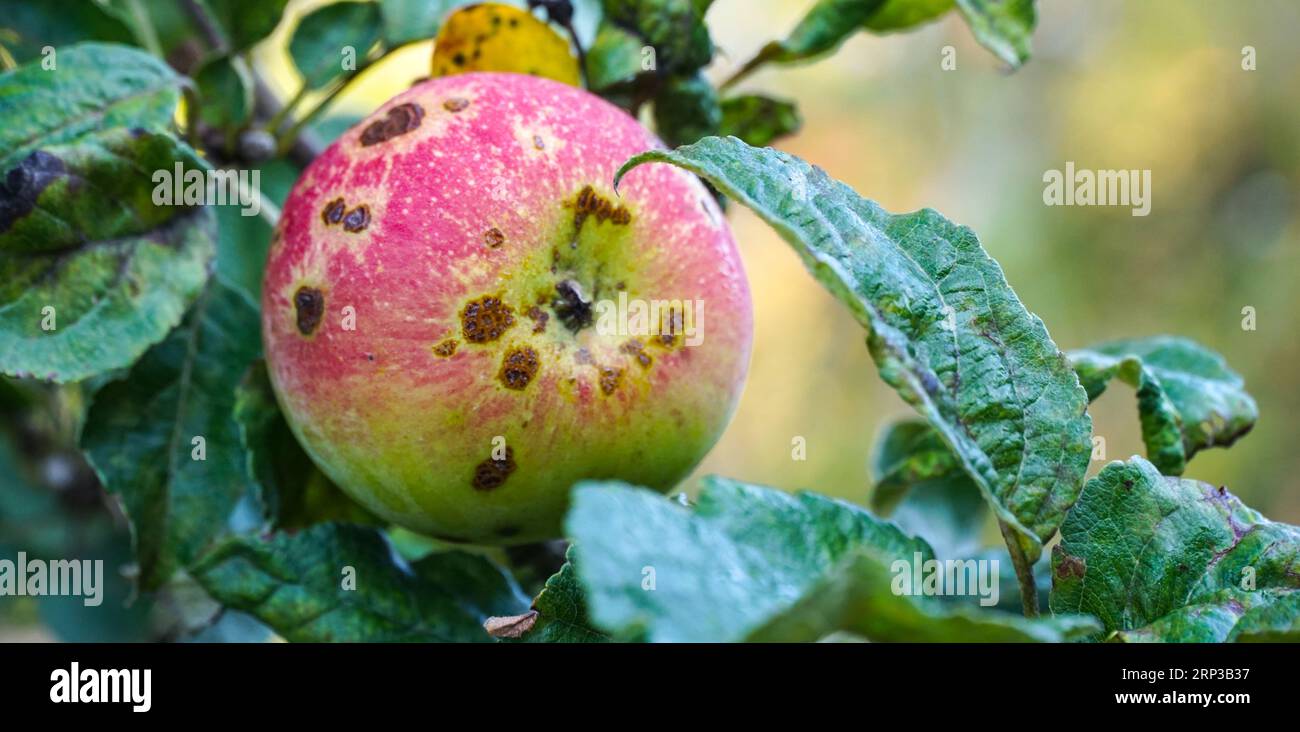 Deceased spot hires stock photography and images Alamy