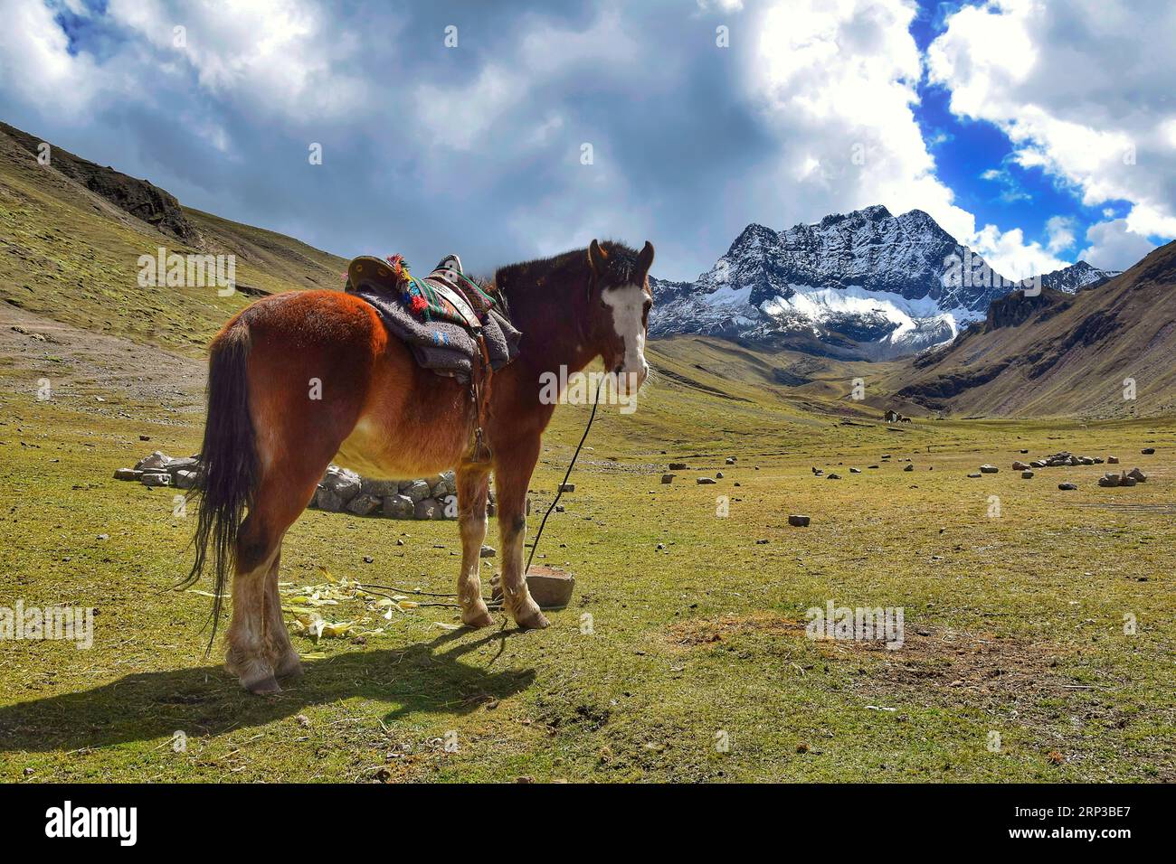 Horse at the Vinicunca mountains near Cuzco Stock Photo