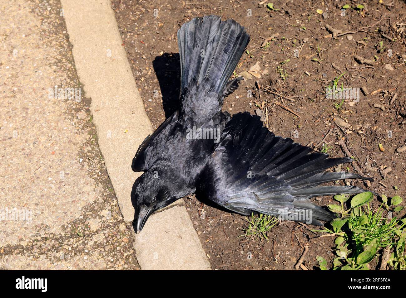Dead crow by the side of a path Stock Photo