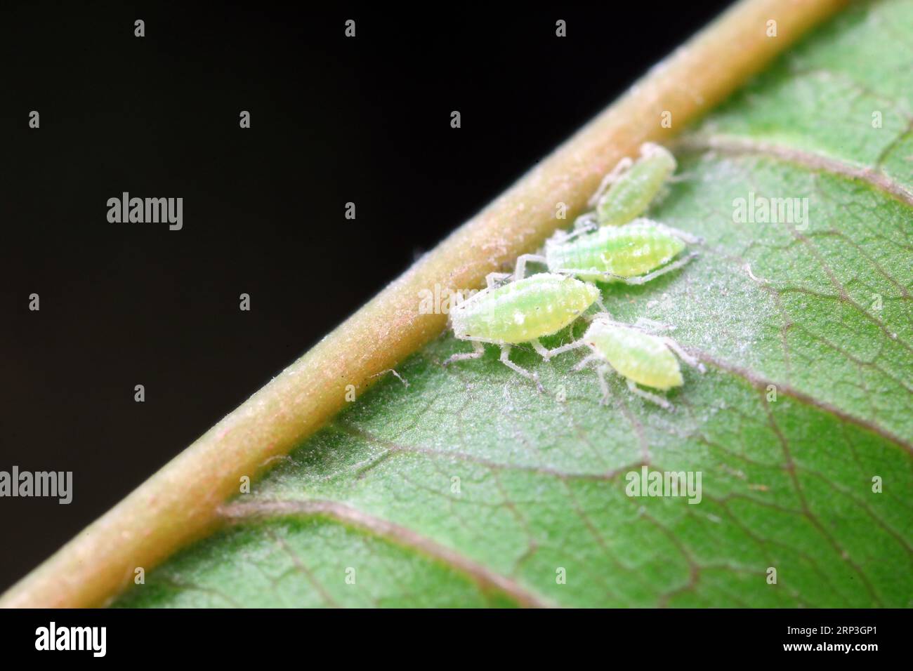 Aphids crawling on wild plants, North China Stock Photo - Alamy