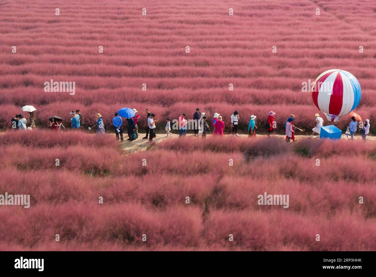 (181007) -- BEIJING, Oct. 7, 2018 -- Aerial photo shows visitors in a field of pink grass (muhlenbergia capillaris) in Nanjing, capital of east China s Jiangsu Province, Oct. 3, 2018. ) XINHUA PHOTO WEEKLY CHOICES SuxYang PUBLICATIONxNOTxINxCHN Stock Photo
