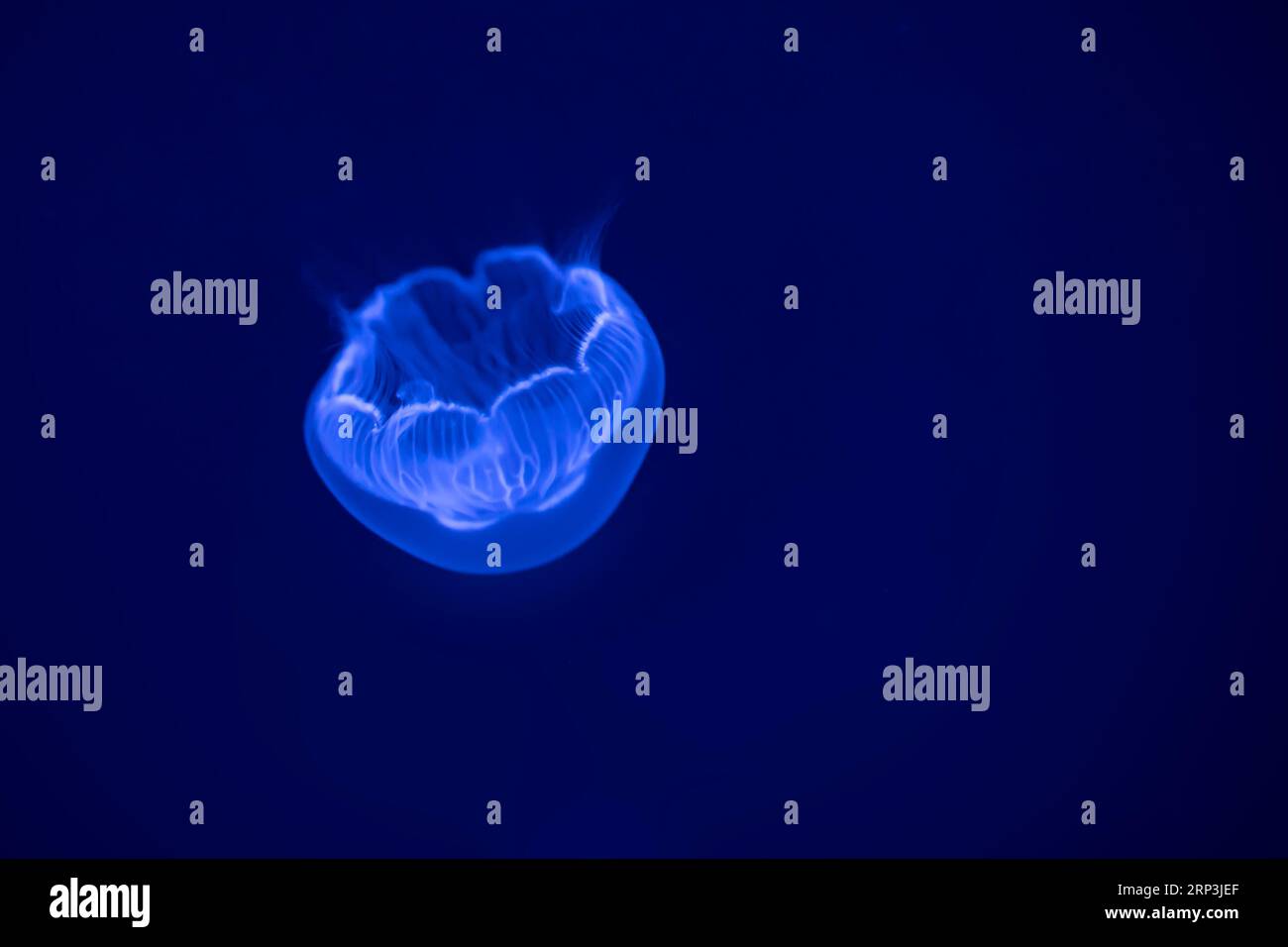 Moon jellyfis (aurelia labiata), in the sea water. Jellyfish in nature ...