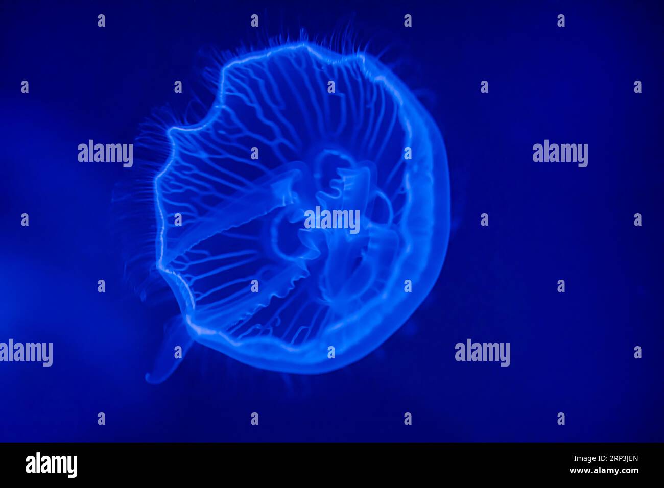 Moon jellyfish, in sea water. Jellyfish in nature ocean habitat. Water ...