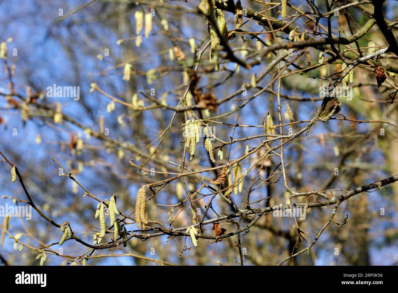 Catkins on a hazel tree - Corylus avellana - against blue sky Stock Photo