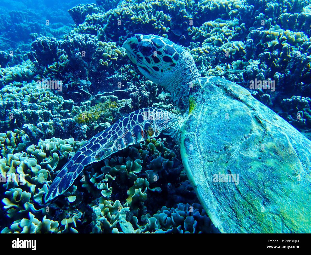 A beautiful sea turtle swimming gracefully through a tranquil coral reef in the tropical ocean Stock Photo