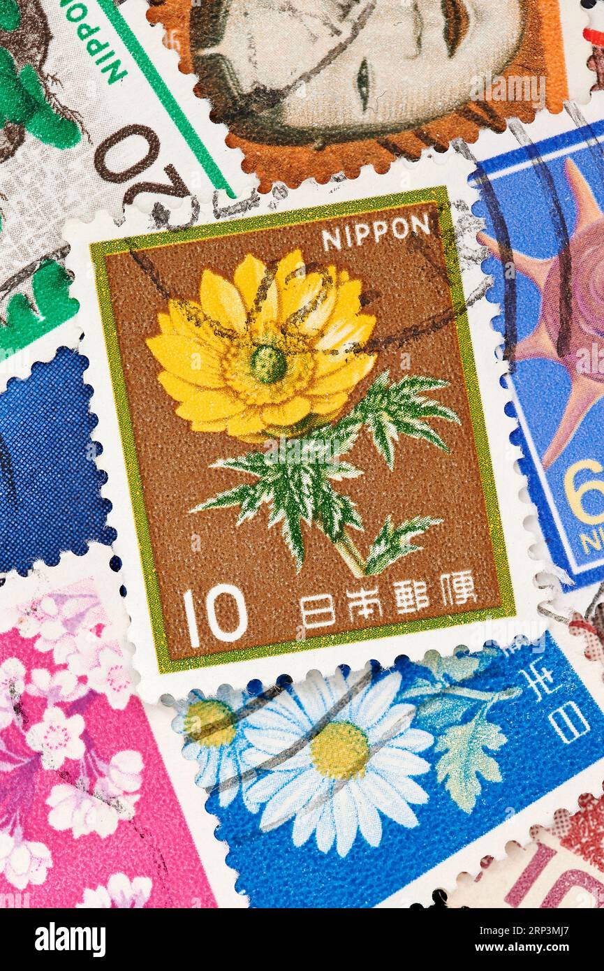 Madrid, Spain; 08-13-2023: Postage stamp from Japan featuring an adonis flower, adonis amurensis, circa 1982 with more stamps forming a background Stock Photo