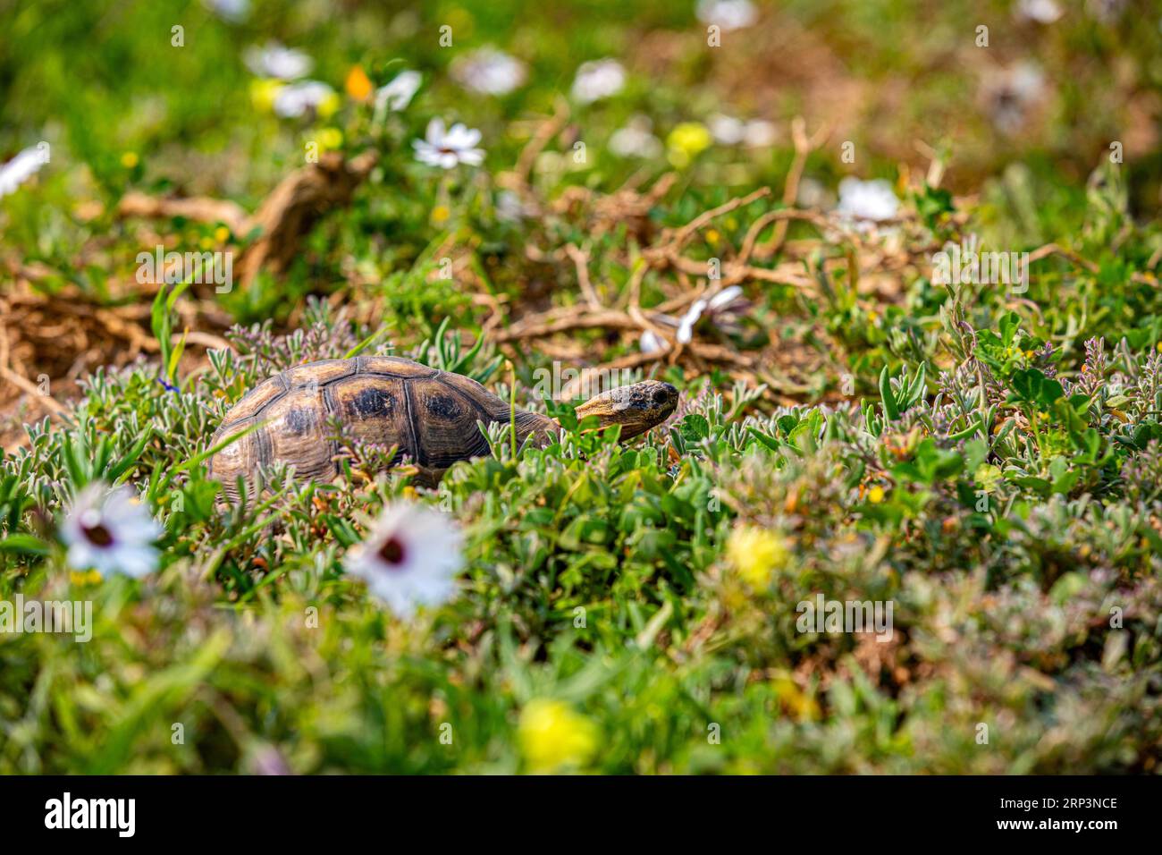 Angulate tortoise at West Cape National Park, Western Province, South Africa Stock Photo