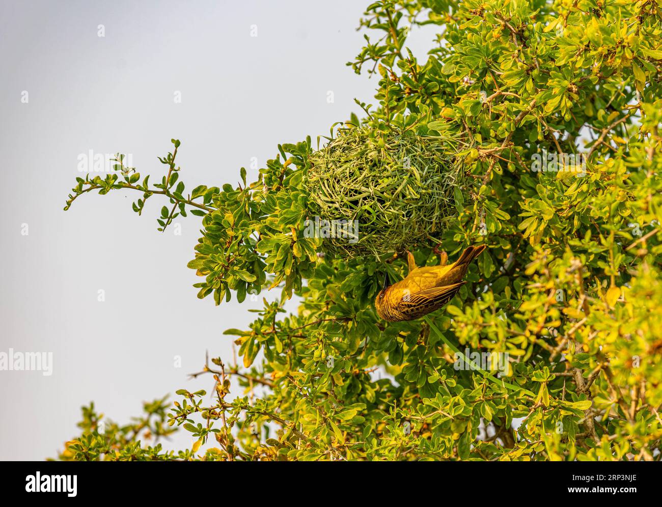 Weaver bird and his nest, West Coast national park, South Africa Stock Photo