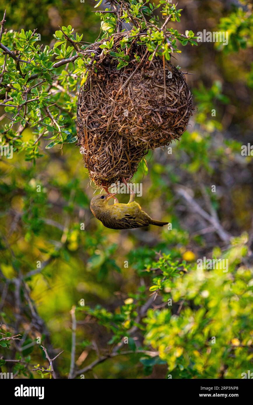 Weaver bird and his nest, West Coast national park, South Africa Stock Photo