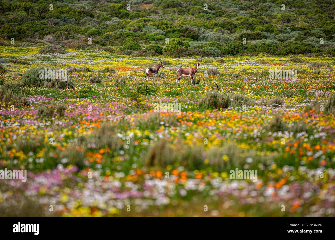 Bontebok (Damaliscus pygargus) in a flower field during flower season, West Coast national park, South Africa Stock Photo