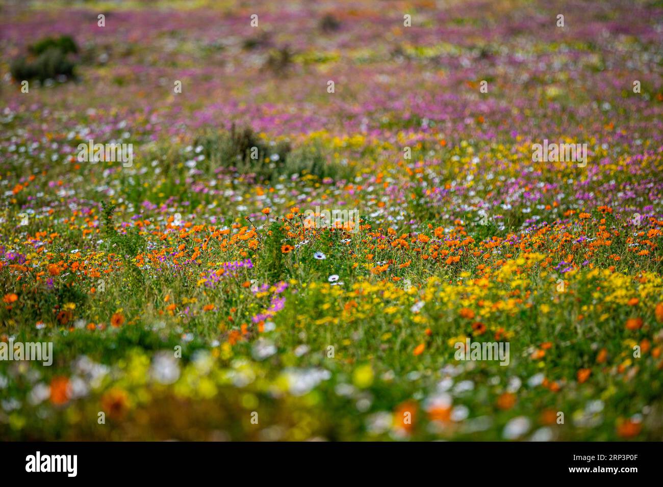 Flowers blooming during flower season in West Cape National park, Cape