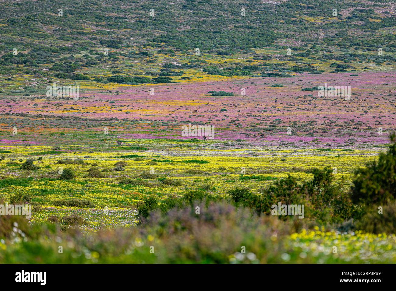 Flowers blooming during flower season in West Cape National park, Cape