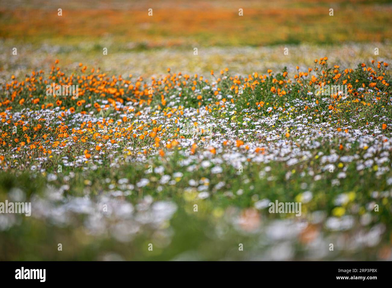 Flowers blooming during flower season in West Cape National park, Cape