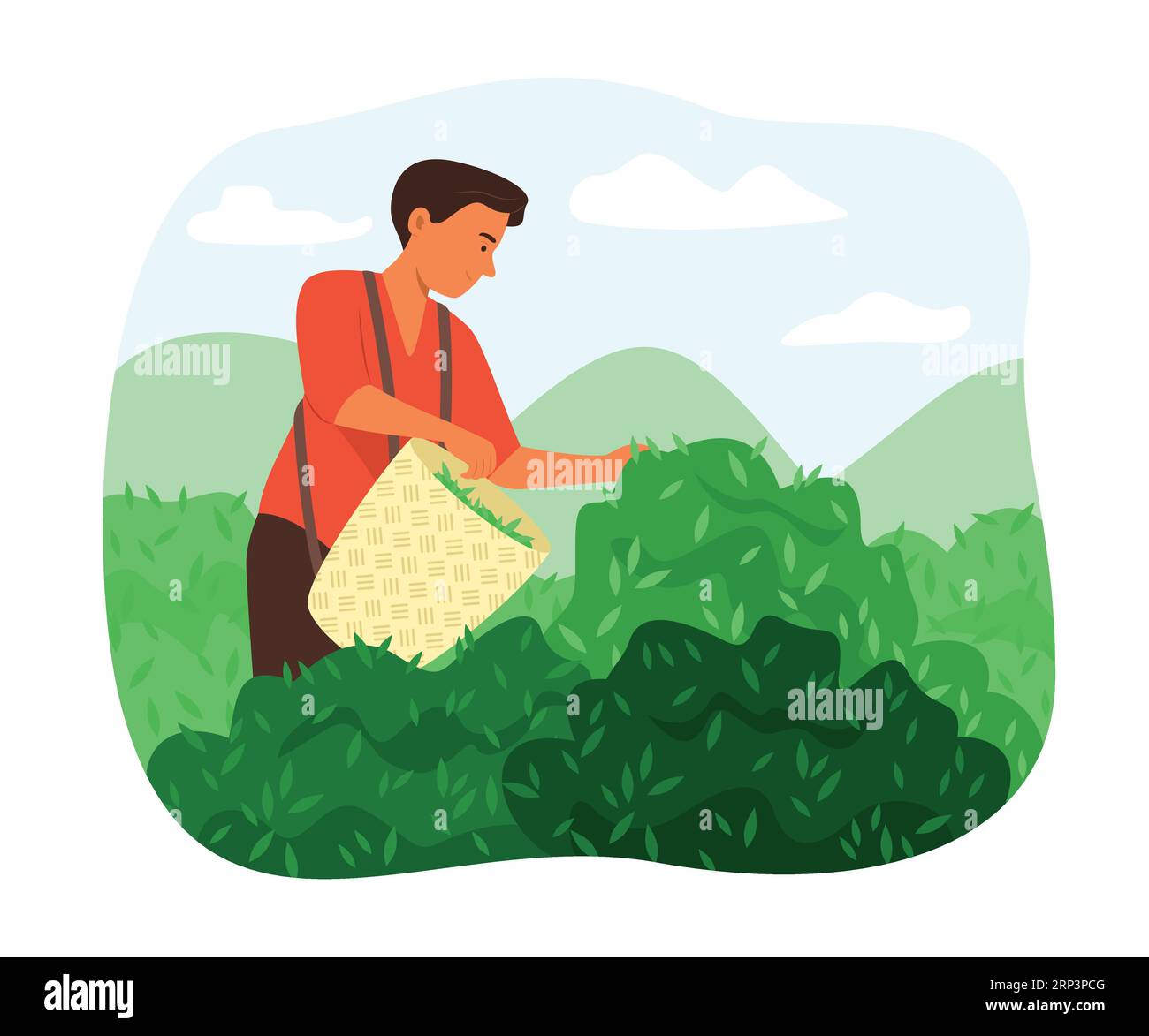 Farmer Man Picking Fresh Tea Leaf in Tea Garden Stock Vector