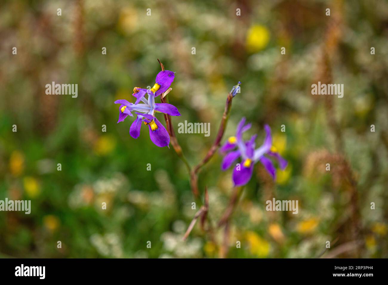 Flowers blooming during flower season in West Cape National park, Cape