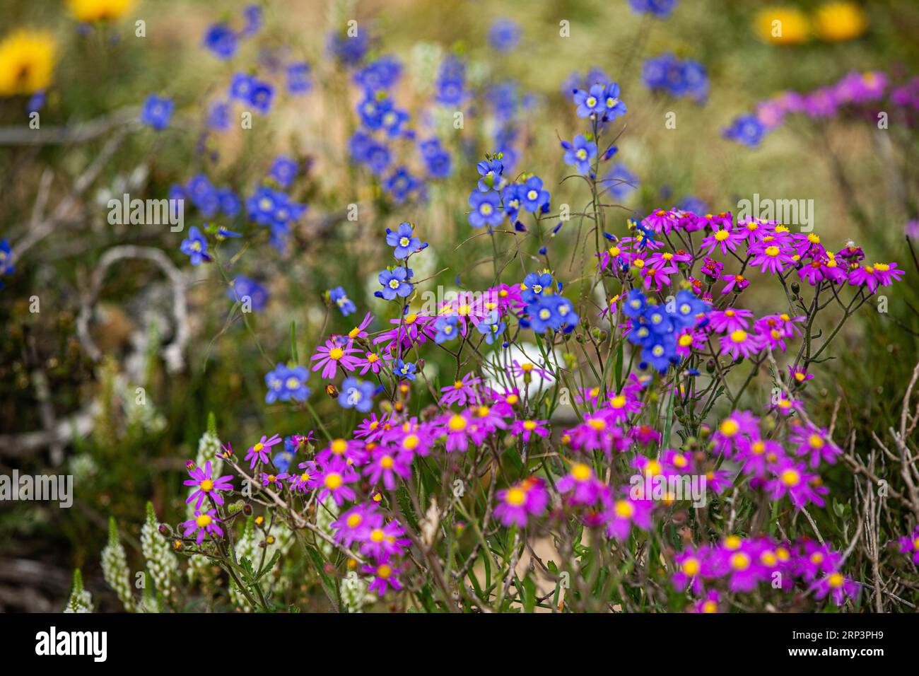 Flowers blooming during flower season in West Cape National park, Cape