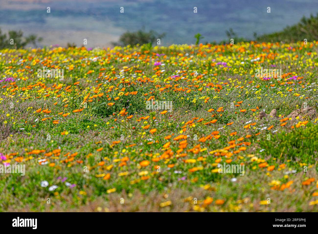 Flowers blooming during flower season in West Cape National park, Cape