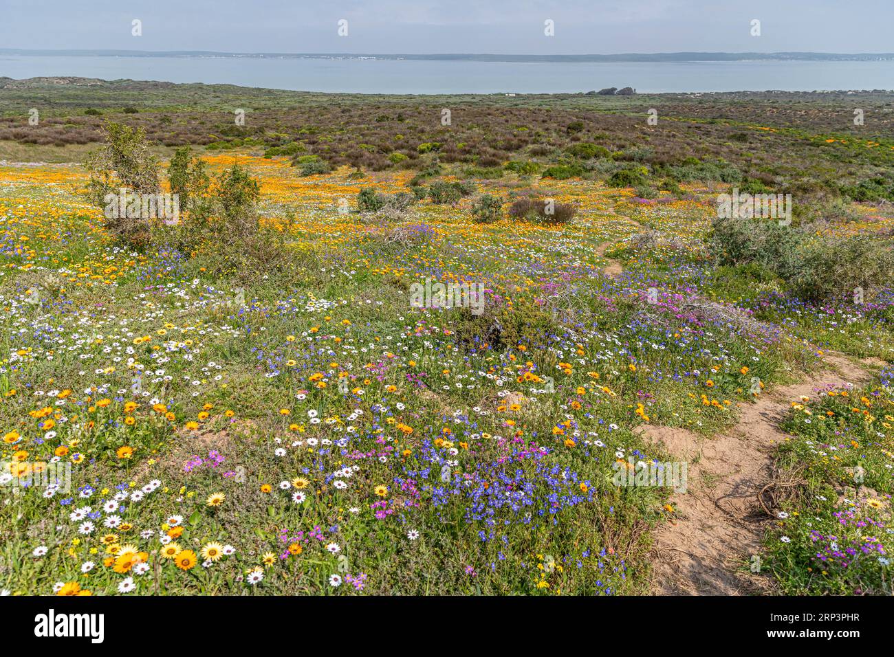 Flowers blooming during flower season in West Cape National park, Cape