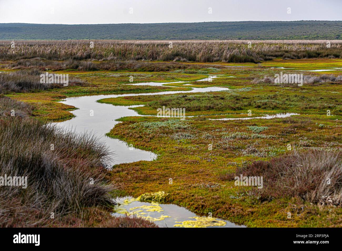 Wetland landscape in West Coast national park, Western Cape, South Africa Stock Photo