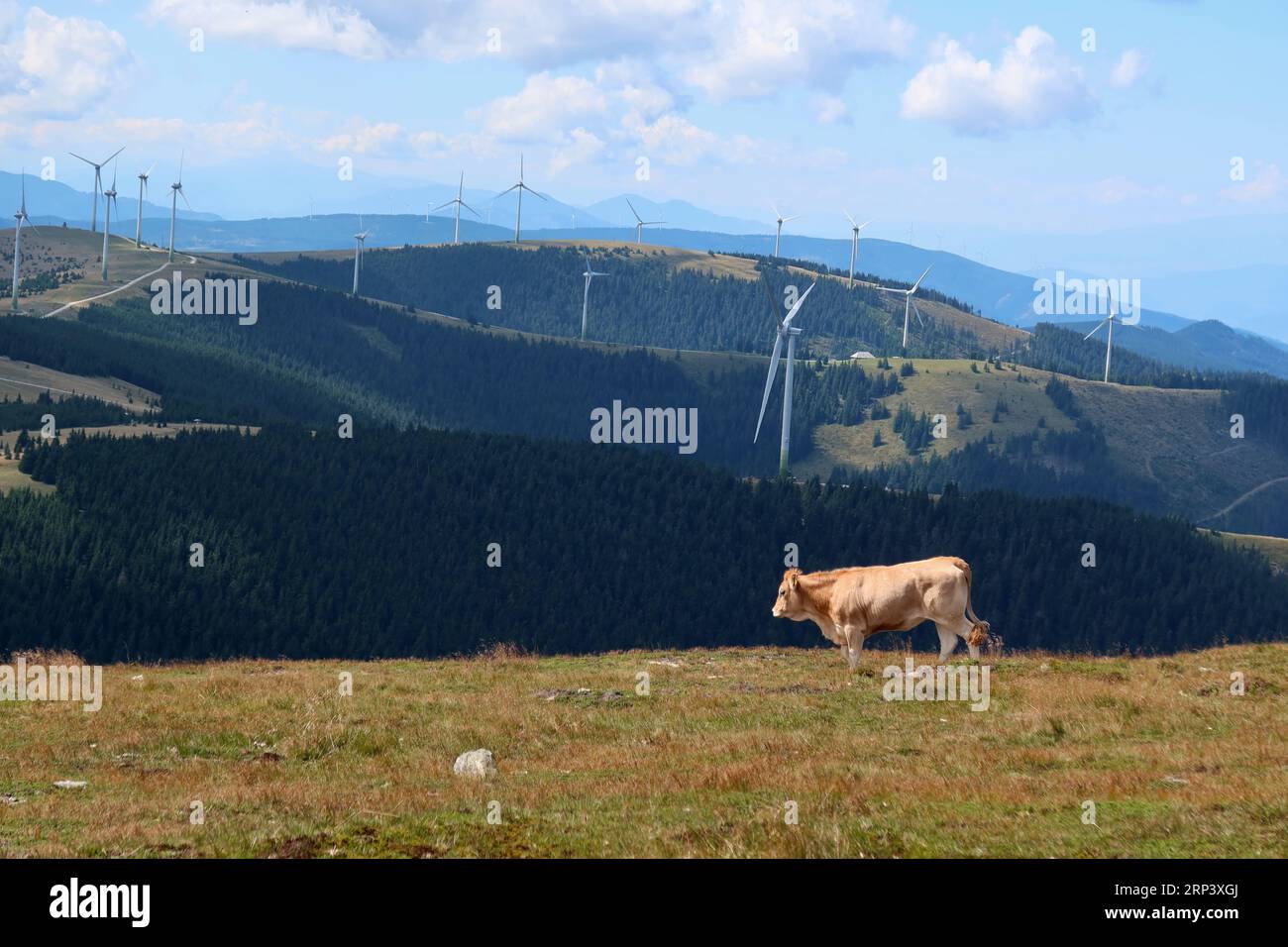 A single cow on an alpine meadow. In the background, modern wind turbines on the hills of the Vienna Alps near Spital am Semmering. Stock Photo