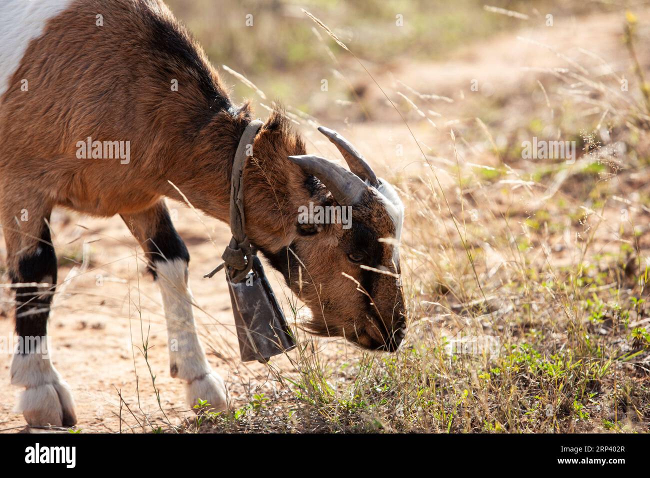 goat wearing a cowbell for the herder to track it during nomadic movements Stock Photo