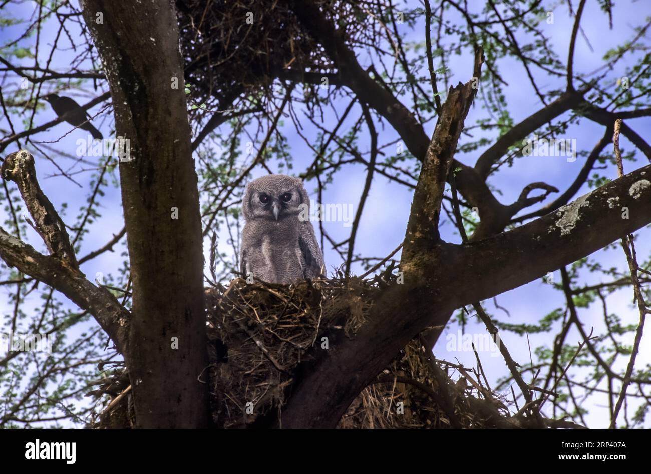 Verreaux's eagle-owl (Ketupa lactea) baby Giant Eagle Owl sits in a nest , Kenya Stock Photo