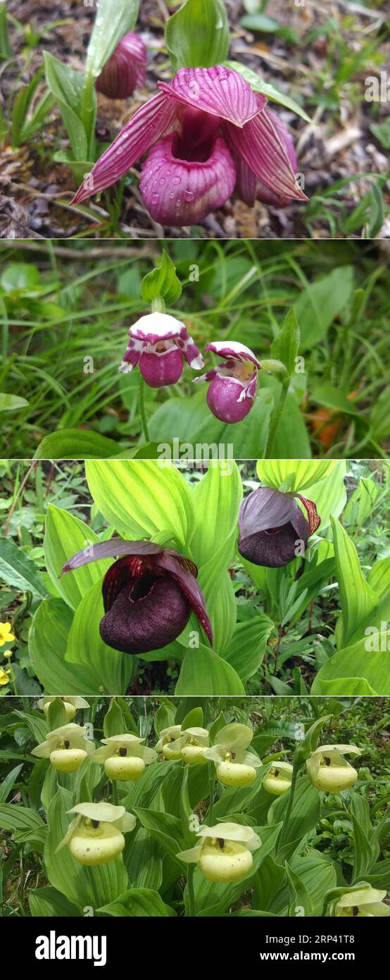 (181022) -- SONGPAN, Oct. 22, 2018 -- Combo photo taken by from May to June in 2018 shows the cypripedium in Huanglong scenic area, southwest China s Sichuan Province. , 34, is a sanitation worker in Huanglong scenic area. He started to take photos and record life with his cell phones two years ago. His photos, mainly about picturesque scenes and people around him, are full of love of life. Since May of 2018, the administration of Huanglong scenic area has provided the sanitary workers here a professional training on photo-taking, in the hope that their photos will help people know about Huang Stock Photo