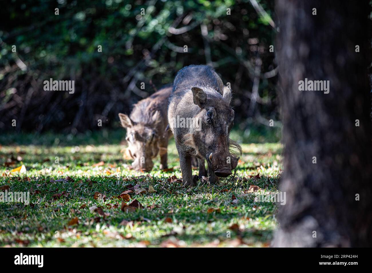 Warthog, Victoria falls, Zimbabwe Stock Photo