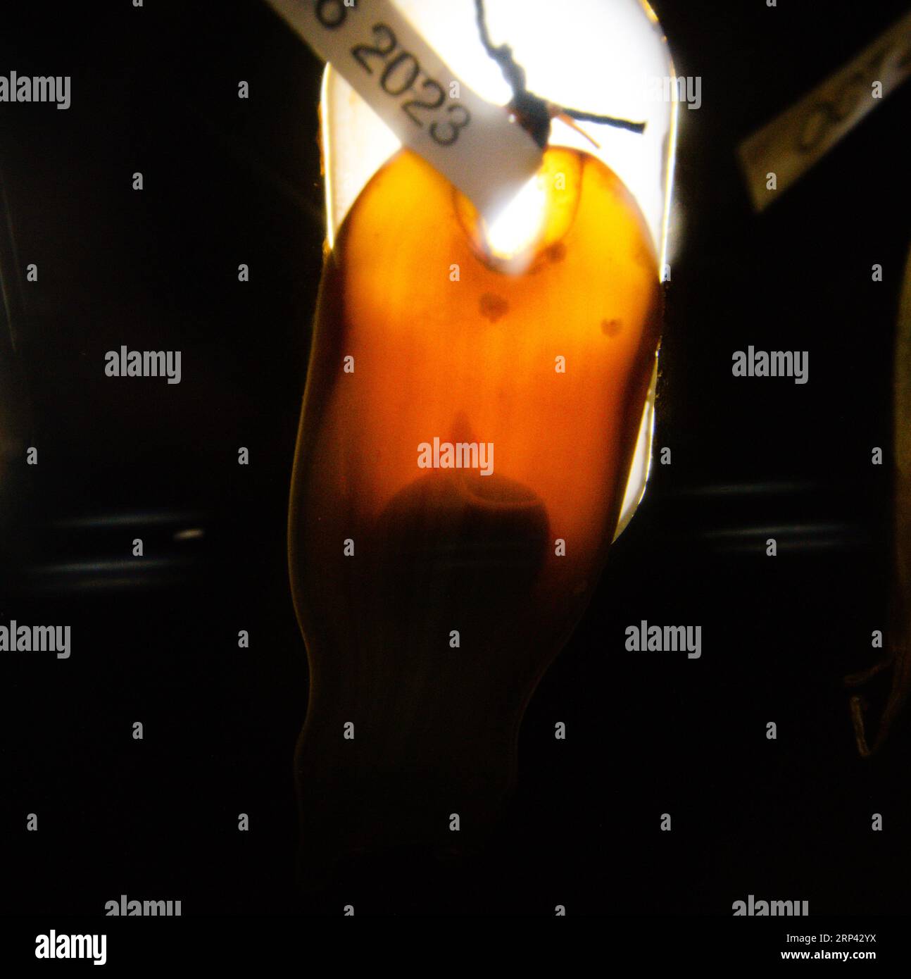 Tiny baby shark seen through translucent egg casing that is tagged and